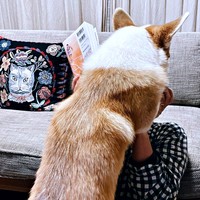 ママの読書を全力阻止するガブちゃん（画像提供：ガブちゃんさん）