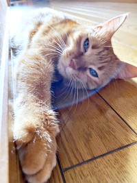 日向ぼっこするつぶちゃん。とても気持ち良さそう！（画像提供：つぶさん）