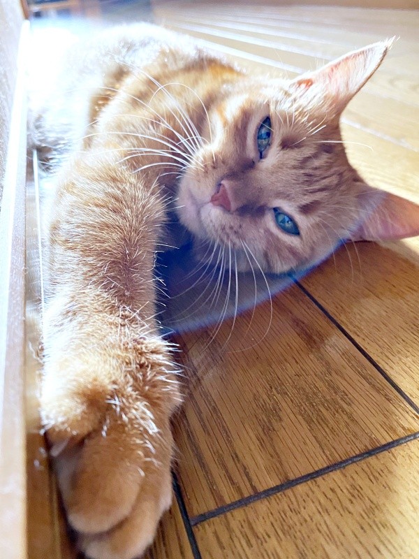 日向ぼっこするつぶちゃん。とても気持ち良さそう！（画像提供：つぶさん）