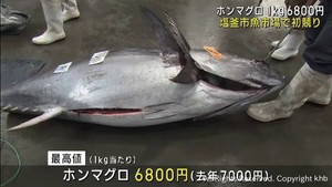 宮城・塩釜魚市場でマグロの初競り　年間水揚げ額は前年上回る１２０億円目標