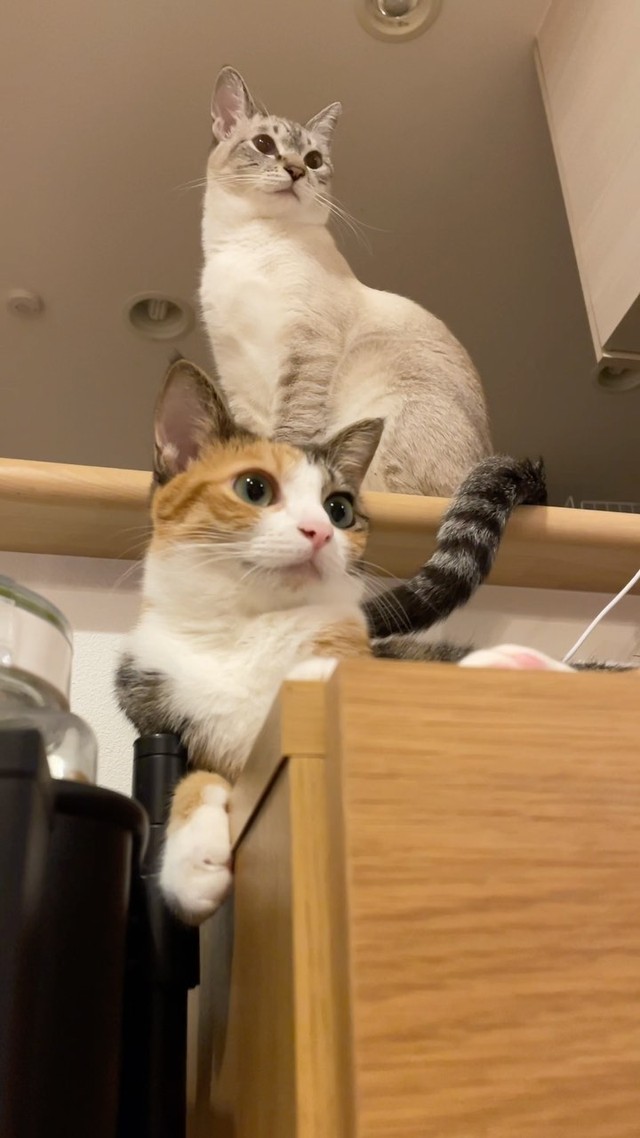 いつも一緒にいる＝meifu_waさん提供