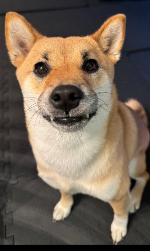 にこにこ笑みを浮かべるうにちゃん（画像提供：柴犬のうにさんと白柴のふぐさん）