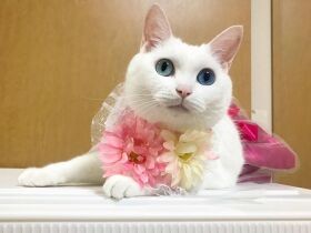 お誕生日記念にパチッ　お姉ちゃん猫が好きすぎて気持ちが抑えられない白猫「ぴゅあ」