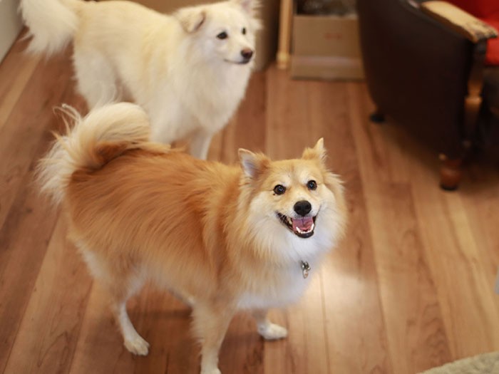 随分丸くなった福助