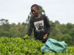 「家族支えるため」ケニアの茶畑で働く子どもたち　植民地時代から続く構図
