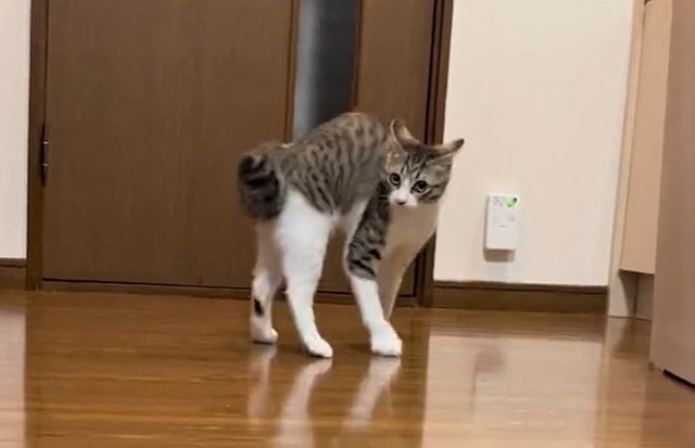 懐かしのつくしちゃんのやんのかステップ！（猫おばさん提供、Twitterよりキャプチャ撮影）