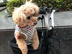 いっしょに商店街でお買い物　トイプードルの「Cookie」