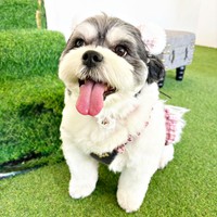 にっこり笑顔がキュートなつくしちゃん（画像提供：パグチワマル つくしちゃん）