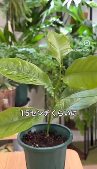 2カ月で15センチくらいに／そらベジさん（@sora_gardenhack）提供