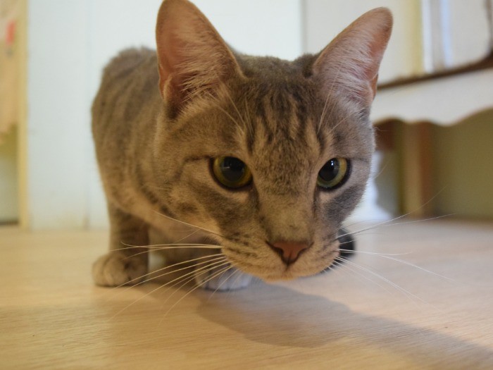 出会いを待つ保護猫＝ツキネコカフェ