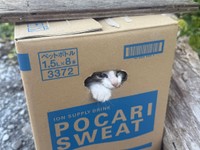 生後まもないとみられる子猫4匹が段ボール箱に入っていた（「HirokA」さん提供）