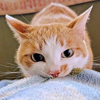 「さあ、起きて！」  真剣な顔つきで飼い主さんを起こすみやびくん（画像提供：ふみさん）