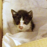 保護当初、風邪をひいていた初ちゃん（画像提供：はっちゃんムーさん）