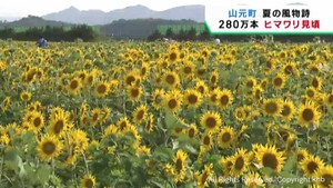 ２８０万本のヒマワリが見頃　摘み取ることも可能　宮城・山元町