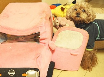 愛犬のオモチャを断捨離！ したつもりが…「復活」する理由は？