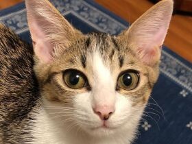 甘えん坊過ぎてなかなか離れてくれない　保護猫「リリィ」　