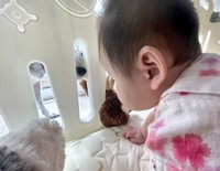 サークル越しにおもちゃのやり取りをして遊ぶこんぶくんと娘さん（こんぶくんの飼い主さんＸより）