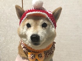 つぶらな瞳の柴犬「サクラ」、いっぱい甘えていいんだよ