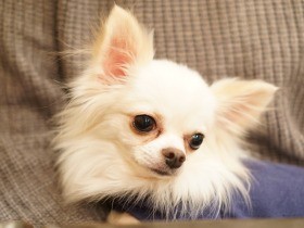 警察に届けられた飼い主不明の犬　期間内に新しい家が見つかる