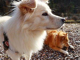 「分離不安」について思うこと　なぜ飼い主が離れると犬はパニックになるのか