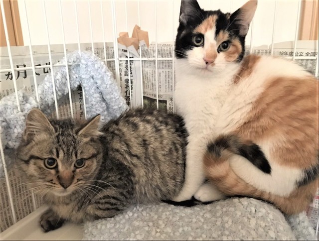 2021年2月、地域情報サイト「ジモティー」を通じて子猫2匹が譲渡され虐待トラブルがあったという。キジ猫と三毛猫（右）（東海の保護ボランティアさん提供）