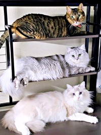 思わず欲しくなる！？ ディスプレイのように並んだ（上から）みらちゃん、しゅらくん、りおらくん（画像提供：みしゅりさん）