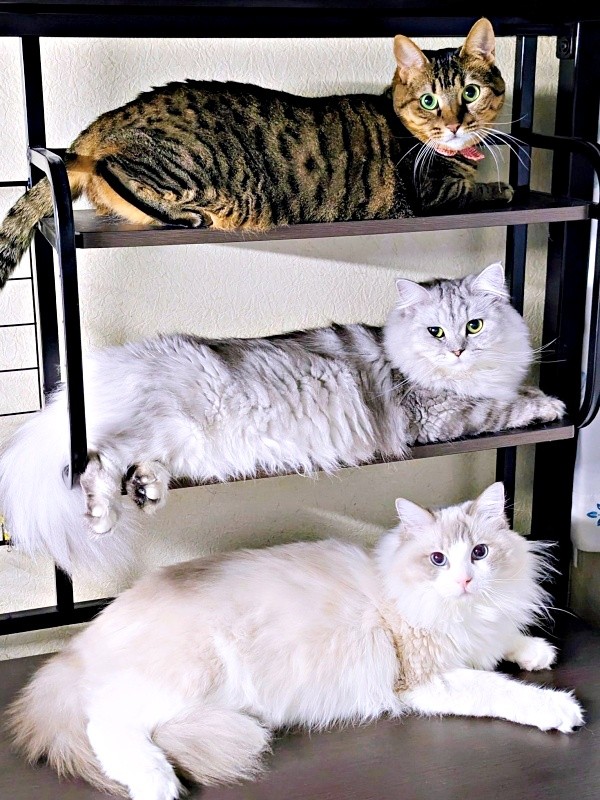 思わず欲しくなる！？ ディスプレイのように並んだ（上から）みらちゃん、しゅらくん、りおらくん（画像提供：みしゅりさん）