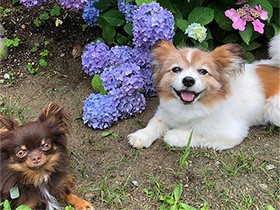 早起きしてお散歩　チワワの「チョコ」とパピヨンの「バンビ」
