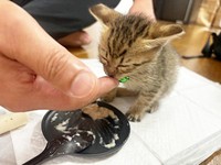 保護時、生後3週間だったムーくん。懸命にごはんを食べました（画像提供：ムーさん）