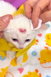 頭に傷を負った子猫(三吉さん提供、Instagramよりキャプチャ撮影)