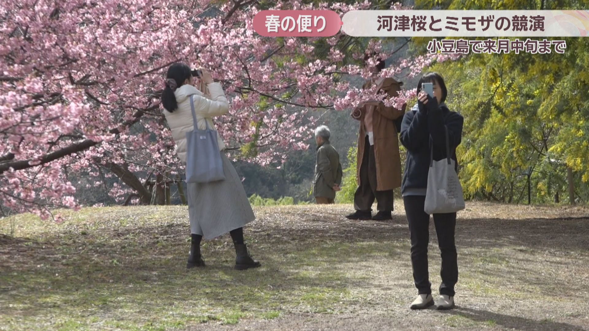 一足早い春の便り 河津桜とミモザが見頃に 3月中旬ごろまで一般公開