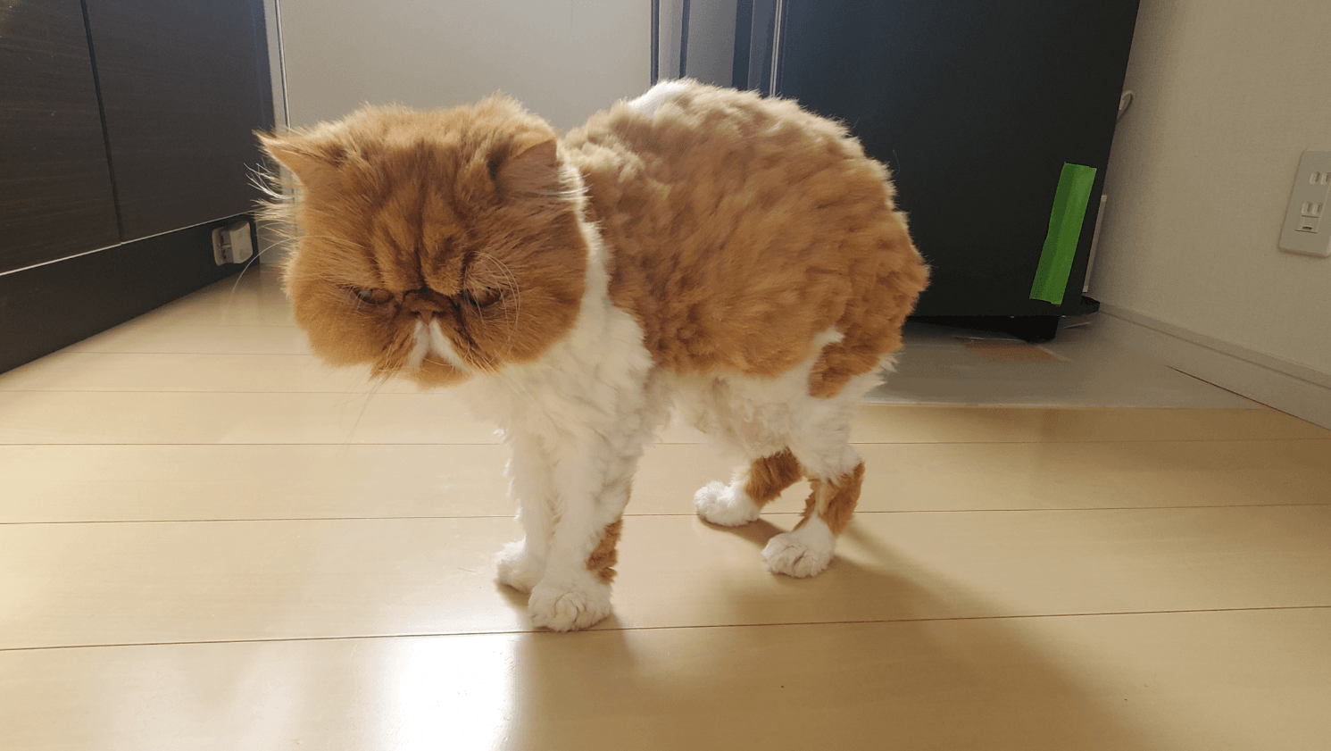 険しい顔… 画像提供：ぽぽにゃむと猫さん