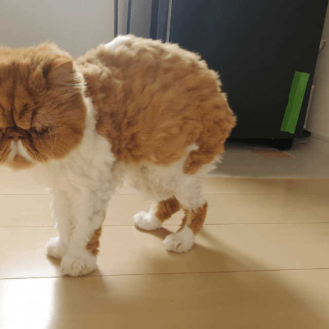 険しい顔… 画像提供：ぽぽにゃむと猫さん