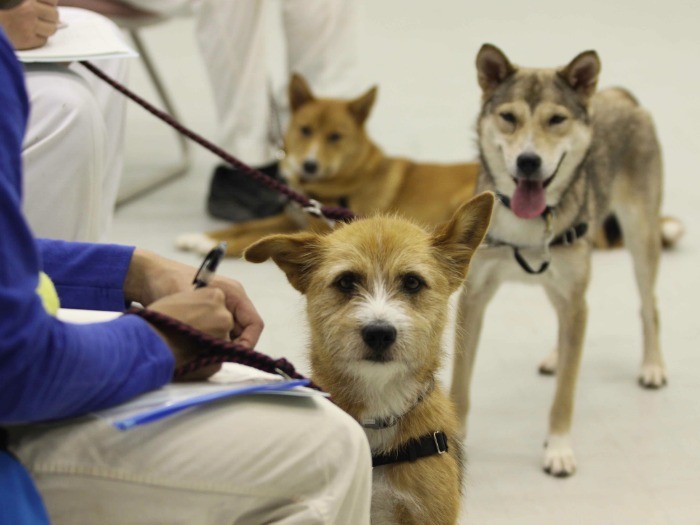 GMaCプログラム第1期に参加した保護犬たち