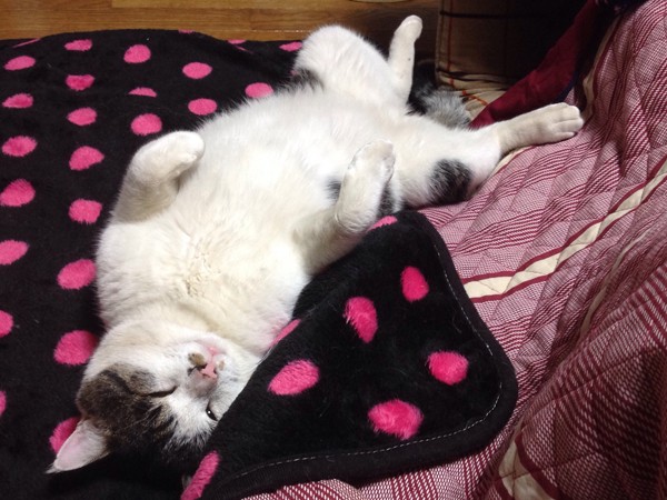 野良時代の名残　今も１日１回は外出してる「家猫修業中」のポコ