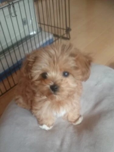 家にきたころの「寧々」