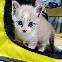 キトンブルーの瞳が愛らしい子猫時代の柱太郎くん（画像提供：ミキサーさん）