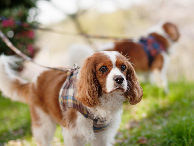 「ハル！寄り道してないで行くぞ」（小林写函撮影）