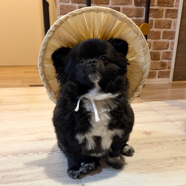 色合いも信楽焼のたぬきソックリ