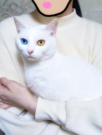 オッドアイ際立つキリッとした表情のくららちゃん（提供：るかくらさん）