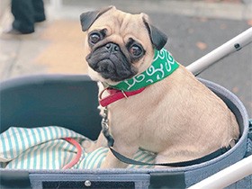 トリミング帰り　何か言いたいの？　パグの「ぱぐぞう」