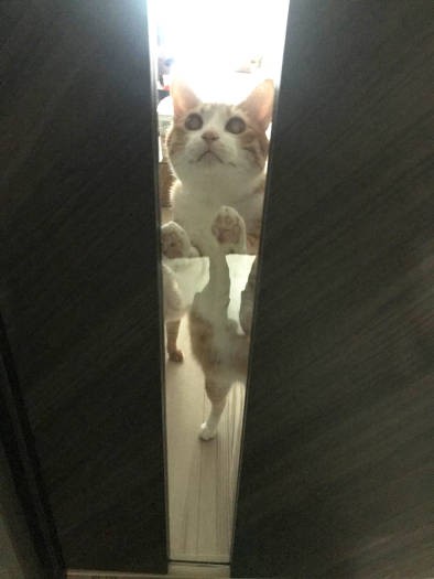 飼い主さんの帰宅時にリビングのドア前でお迎えするクウちゃん