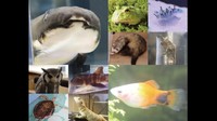 学校にプチ水族館・動物園 3月28日オープン！実習動物の展示に体験イベントも　岡山理科大学専門学校