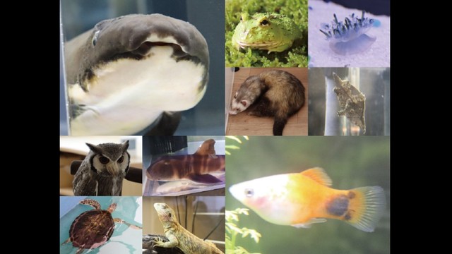 学校にプチ水族館・動物園 3月28日オープン！実習動物の展示に体験イベントも　岡山理科大学専門学校