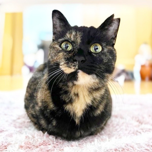香箱座りでくつろぐくるみちゃん（画像提供：サビ猫くるみさん）