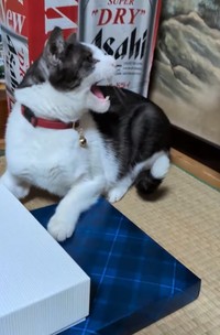 めめくんが「シャー！」（「koko」さん提供、Instagramよりキャプチャ撮影）