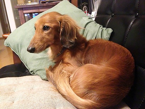 ペットのニオイは、室内の空気を上手に流してスッキリ解消