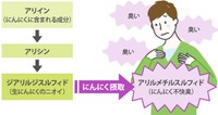 ニンニク臭が発生するメカニズム（ライオン株式会社・生活情報メディア「Lidea」提供）