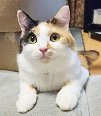 美しい三毛柄が素敵なみこちゃん（画像提供：方原 刺繍屋かたはらさん）