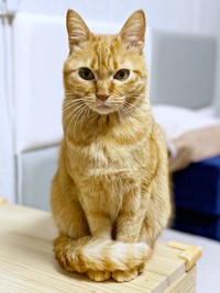 端正な顔立ちと甘えん坊なところが愛らしいつぶちゃん（画像提供：つぶさん）